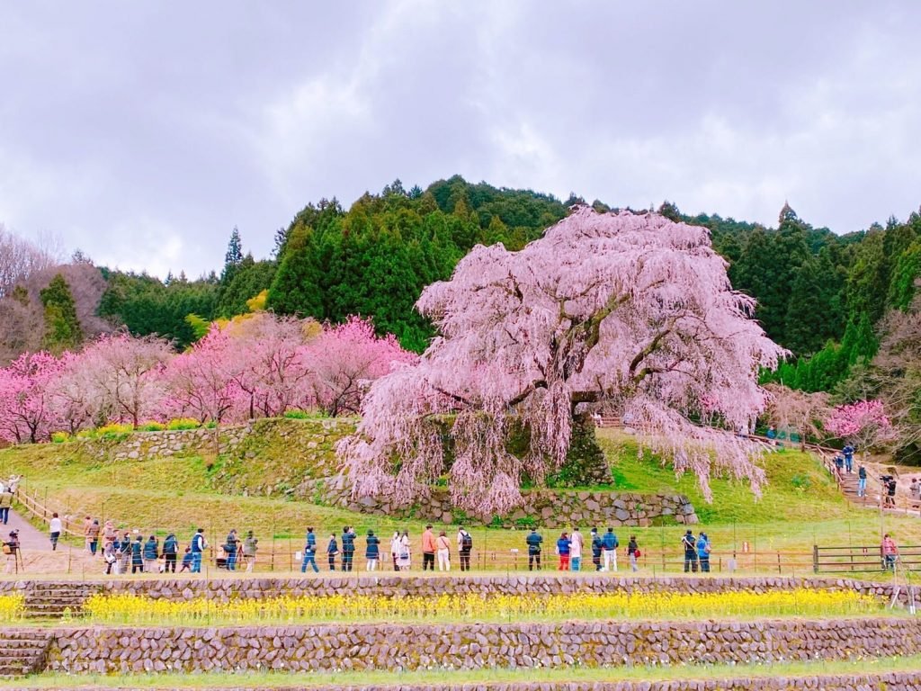🌸 마타베 벚나무(마타베자쿠라)